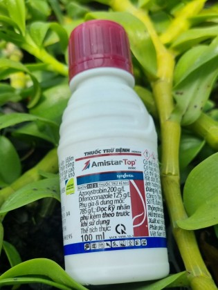 Thuốc trừ bệnh cho hoa lan Amistar Top
