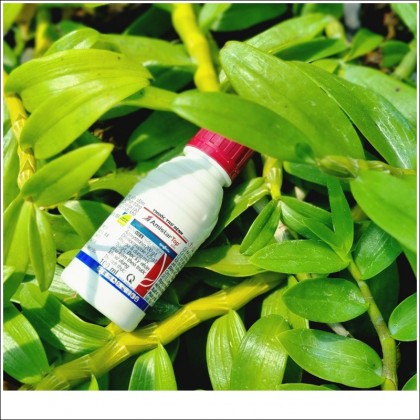 Hướng dẫn sử dụng thuốc trừ bệnh cho hoa lan Amistar Top