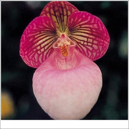 Hài mốc hồng Paphiopedilum micranthum kỹ thuật trồng giá thể xơ dừa