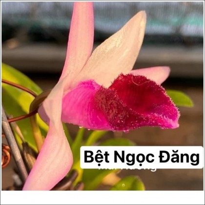 Dòng bệt đẹp tại vườn Lan Khánh Nguyễn đang sở hữu