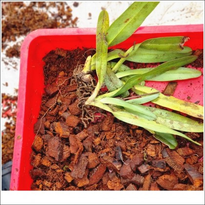 Kỹ thuật trồng giá thể và chăm sóc lan hài kim vàng Paphiopedilum Villosum