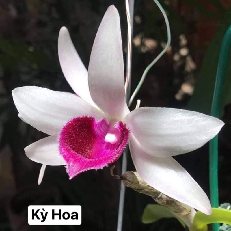 5ct-bet-mui-trang-ky-hoa-1-1 5ct bet mui trang ky hoa (1)