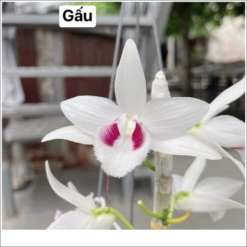 5ct-gau-truc-2-1
