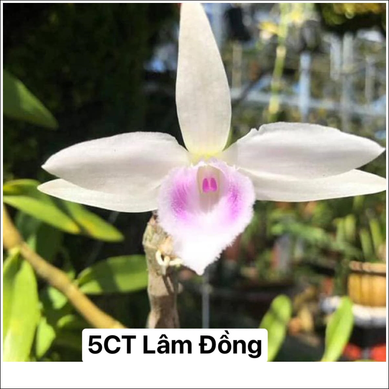 5ct-lam-dong-3-2