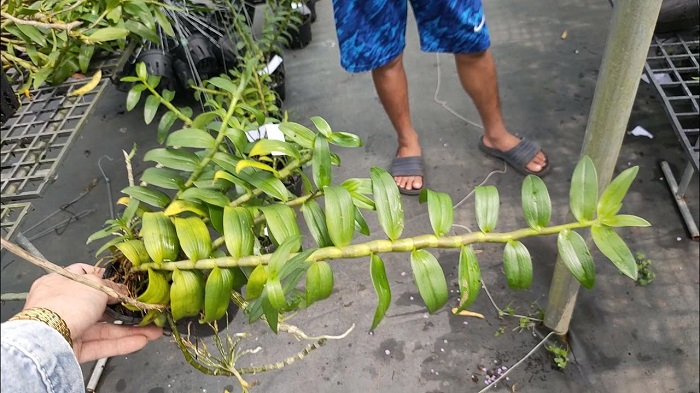 Bao lâu thì lan sẽ ra nụ và nở hoa?