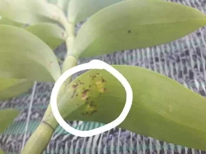 Bệnh mắt cua trên hoa lan: Nguyên nhân, dấu hiệu nhận biết và cách điều trị hiệu quả