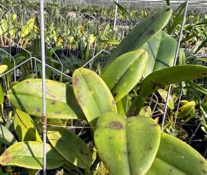 Bệnh rỉ sắt trên hoa lan: Cách nhận biết, phòng và xử lý hiệu quả