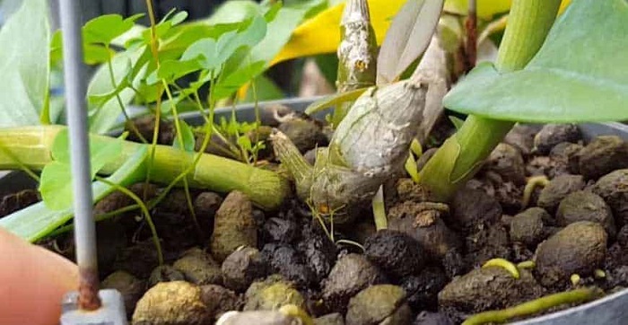 Cách Bón NPK Cho Hoa Lan Đúng Cách Giúp Lan Khỏe – Ra Hoa Đẹp