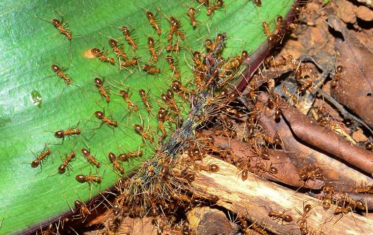 Cách Diệt Kiến Trên Hoa Lan Hiệu Quả Và An Toàn