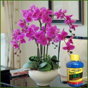 Cách Dùng B1 Cho Hoa Lan Bí Quyết Giúp Lan Ra Rễ Khỏe, Chống Sốc Hiệu Quả