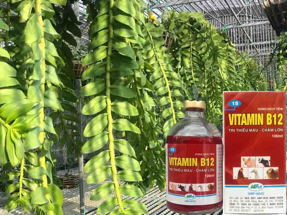 Cách Pha B12 Tưới Cho Hoa Lan Chi Tiết Cho Người Chơi Lan