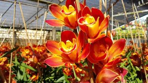 Cách Giữ Hoa Địa Lan Tươi Lâu Mẹo Đơn Giản Mà Hiệu Quả