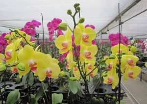 Cách Giữ Hoa Phong Lan Lâu Tàn – Hướng Dẫn Chăm Sóc Đúng Cách