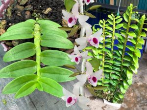 I. Keiki Duy là gì? Tại sao nên dùng để kích hoa lan?