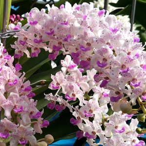 Cách kích hoa lan Ngọc điểm đúng kỹ thuật – Giúp lan nở đẹp đúng dịp Tết