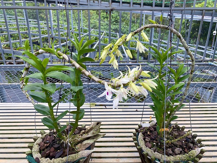 Cách Kích Lan Thân Thòng Ra Hoa Hiệu Quả Cho Người Mới Bắt Đầu