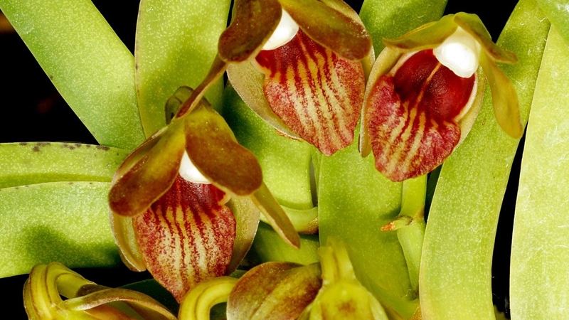 Cách Kích Lan Vanda Ra Hoa: Hướng Dẫn Hiệu Quả Từ A đến Z