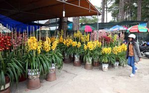 Hướng dẫn cách trồng hoa địa lan ở miền Bắc – Bí quyết cho hoa nở đẹp, lâu tàn