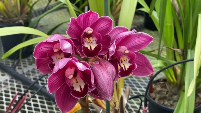 Hướng Dẫn Cách Trồng Hoa Địa Lan Tím Đơn Giản, Hiệu Quả Cho Người Mới