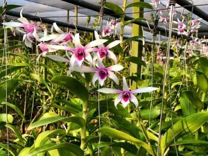 Cách Trồng Hoa Lan Dendro Đơn Giản Mà Hiệu Quả Tại Nhà