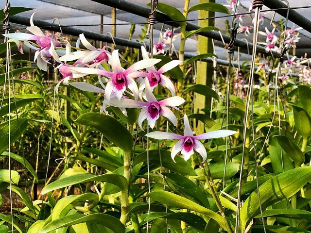 Cách Trồng Hoa Lan Dendro Đơn Giản Mà Hiệu Quả Tại Nhà