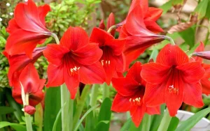 Cách trồng hoa lan huệ đỏ nở đẹp, dễ chăm, ai cũng làm được