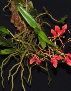 Cách Trồng Hoa Lan Phượng Vĩ Đơn Giản Và Hiệu Quả Cho Người Mới