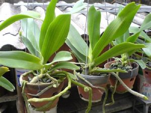 Hướng Dẫn Cách Trồng Hoa Lan Rừng Tại Nhà Đơn Giản Và Hiệu Quả