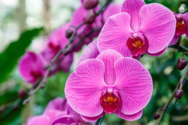 cach-trong-va-cham-soc-hoa-lan-dep-nhat Hướng Dẫn Trồng Và Chăm Sóc Hoa Phong Lan Đơn Giản Nhất