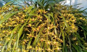 Cách trồng và chăm sóc hoa địa lan Trần Mộng nở đẹp, chuẩn Tết