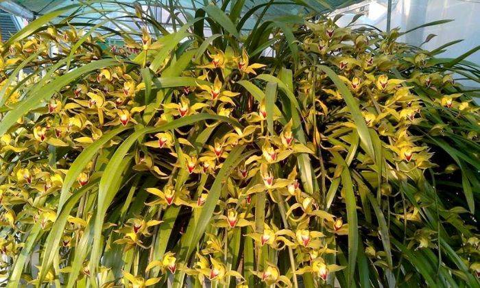 Cách trồng và chăm sóc hoa địa lan Trần Mộng nở đẹp, chuẩn Tết