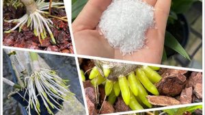 Bật mí cách tưới bột ngọt cho hoa lan giúp cây khỏe, hoa nở rực rỡ