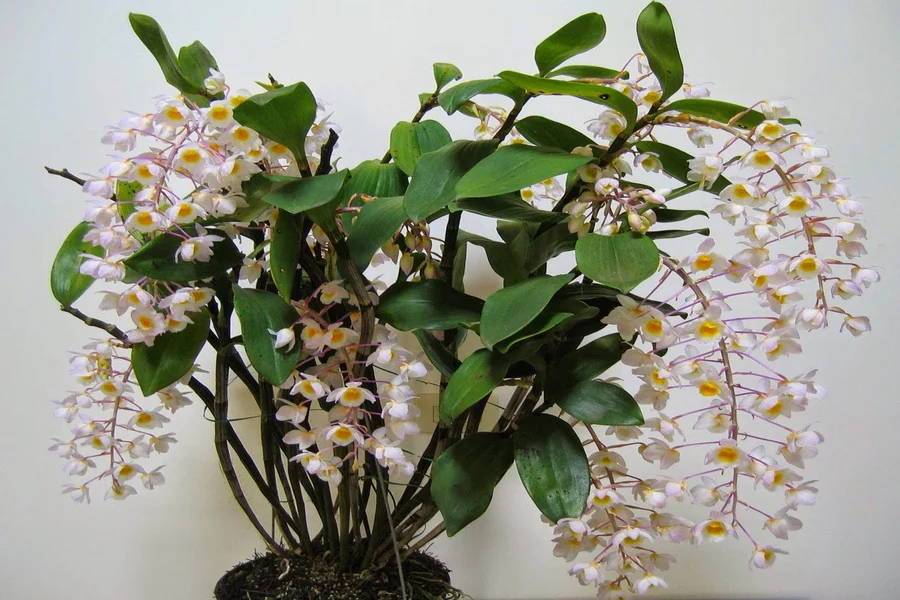 Cách kích lan Kiều ra hoa – Hướng dẫn chi tiết và hiệu quả