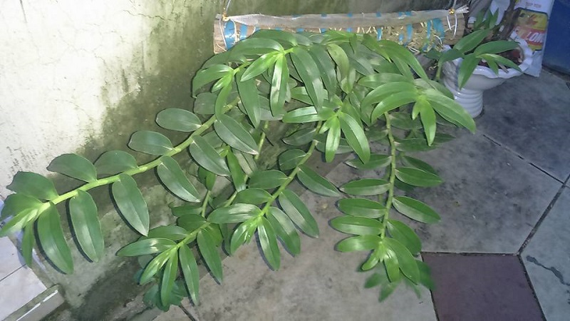 dac-diem-cong-dung-va-y-nghia-hoa-lan-long-tu-202108011417478535