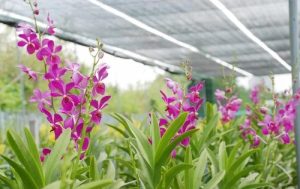 Đặc điểm nổi bật của lan Mokara