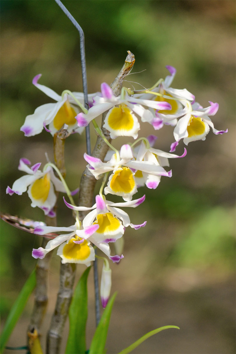 dendrobium-crystallinum