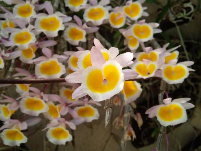 dendrobium-primulinum-long-tu-lao-04