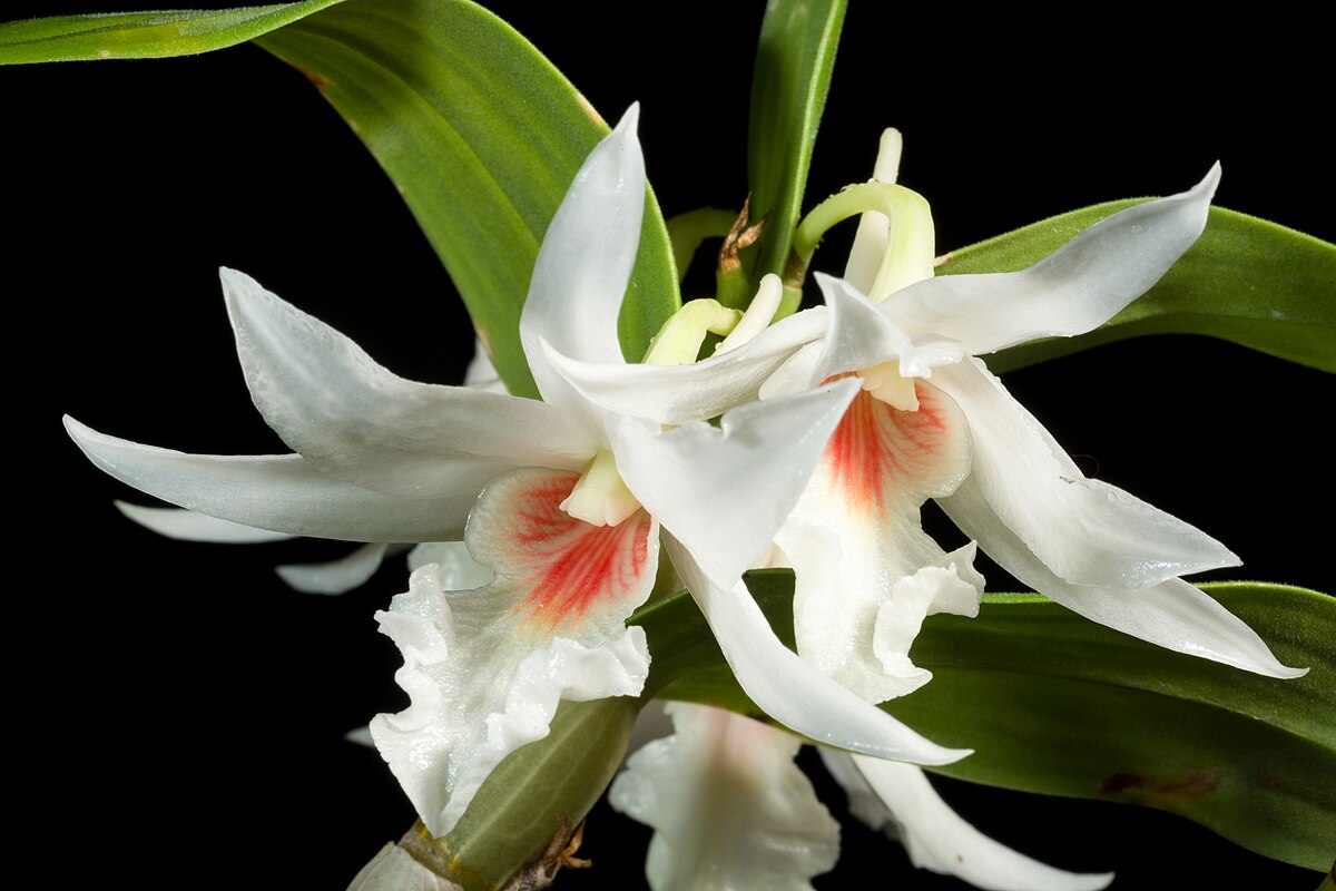 dendrobium_draconis_rchb-f-_in_bot-_zeitung_berlin_20-_214_1862_20240403_004138-1
