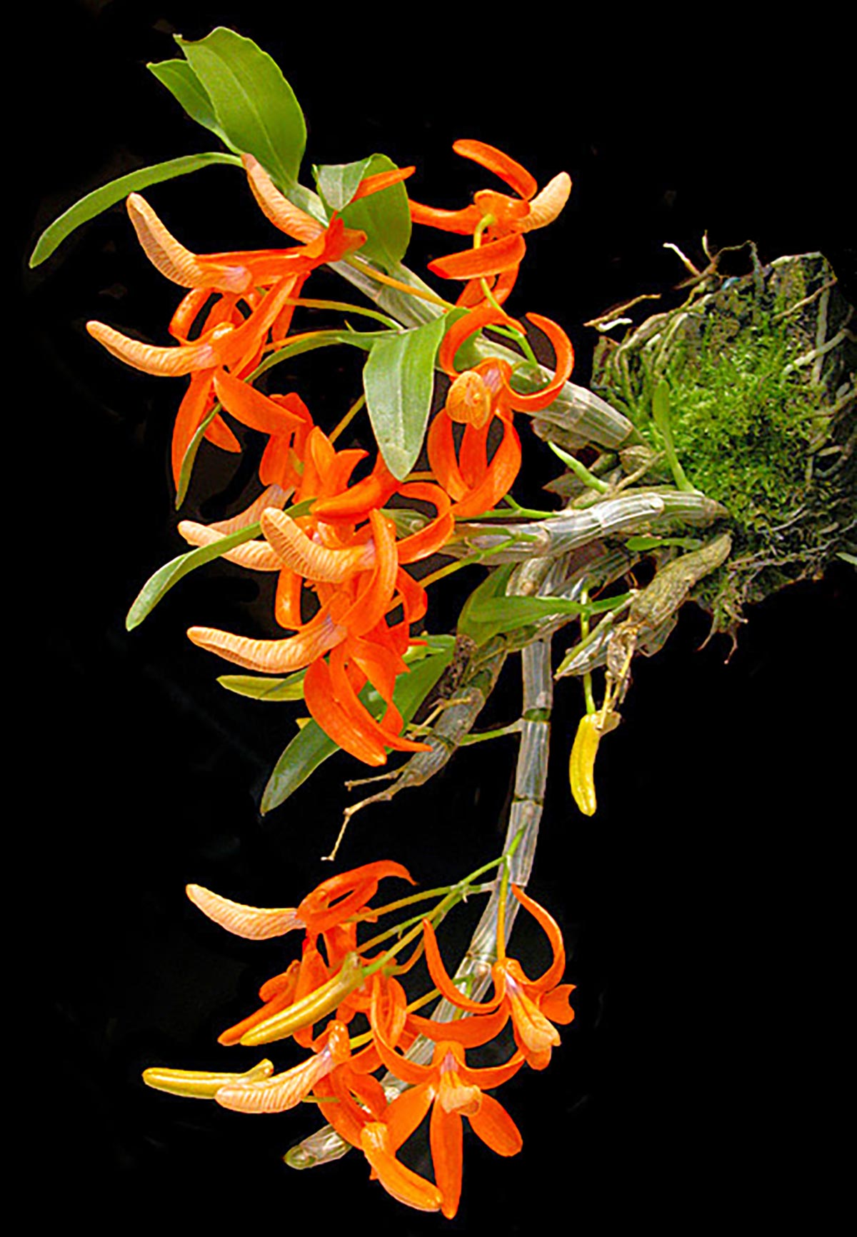 dendrobium_unicum
