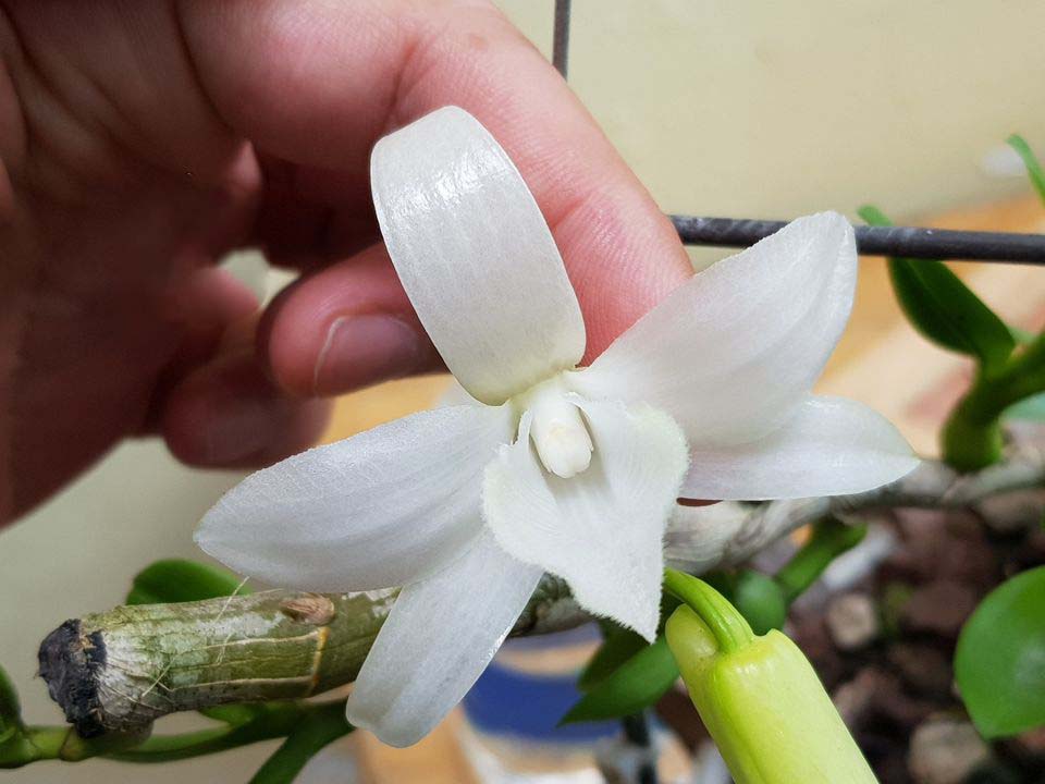 di-linh-trang