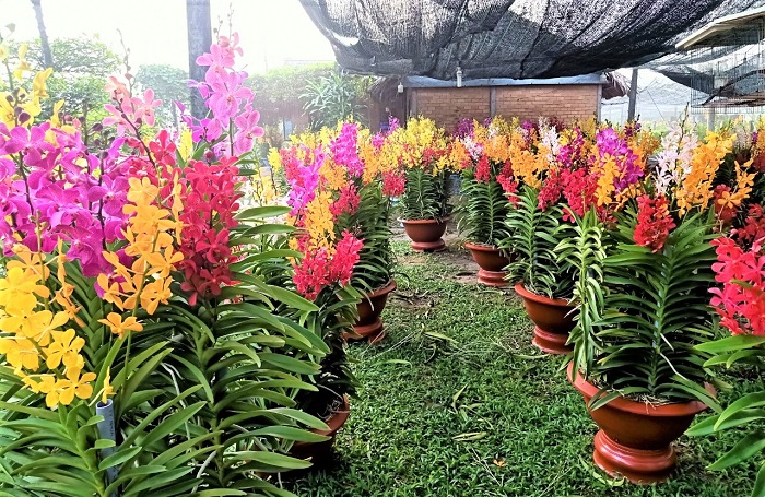 Điều kiện lý tưởng để lan Mokara ra hoa