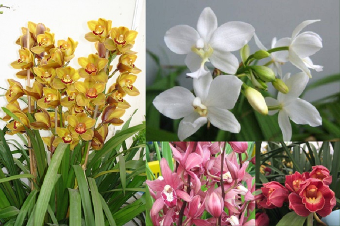 Điều kiện môi trường lý tưởng cho hoa địa lan Sapa