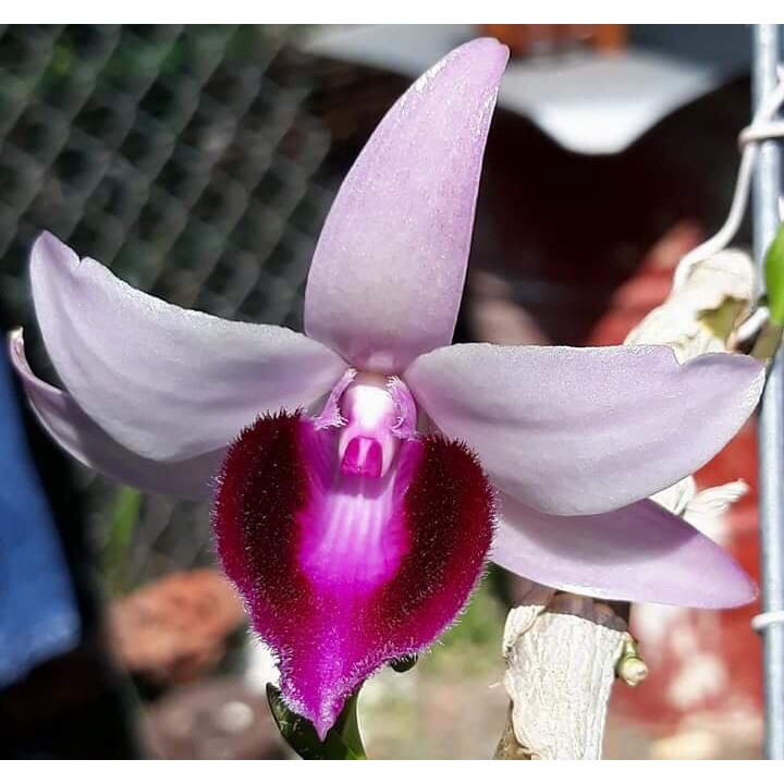 gia-hat-betmabo