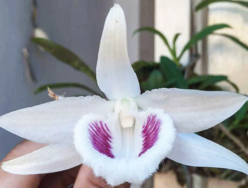 Hoa lan đột biến: Giá trị, chăm sóc và cách phân biệt thật giả