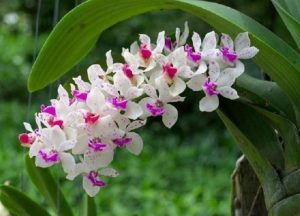 Hoa lan nở vào mùa nào? Bật mí thời điểm hoa bung sắc đẹp nhất