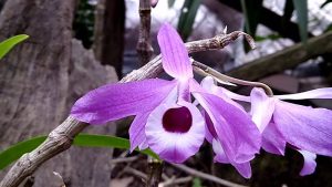 Hoa Lan Rừng Quý Hiếm – Vẻ Đẹp Từ Thiên Nhiên Huyền Bí