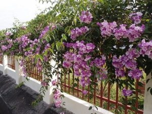 Hoa Lan Tỏi Nở Vào Mùa Nào? Cách Chăm Hoa Đúng Thời Điểm