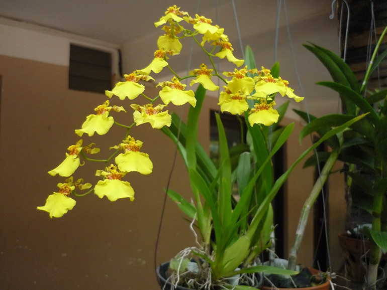 Hoa lan vũ nữ nở vào tháng mấy? Bật mí thời điểm hoa khoe sắc đẹp nhất