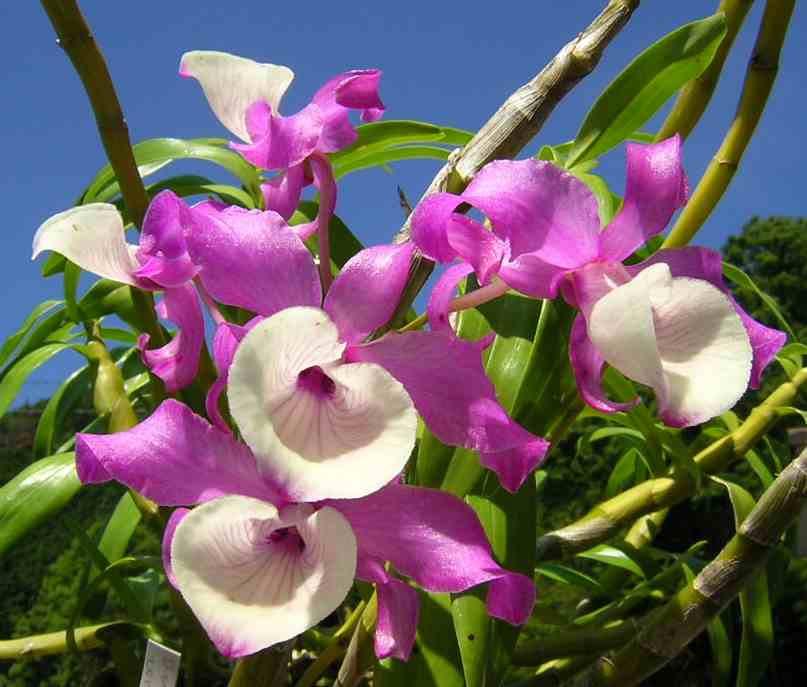 hoang-thao-xoan-01