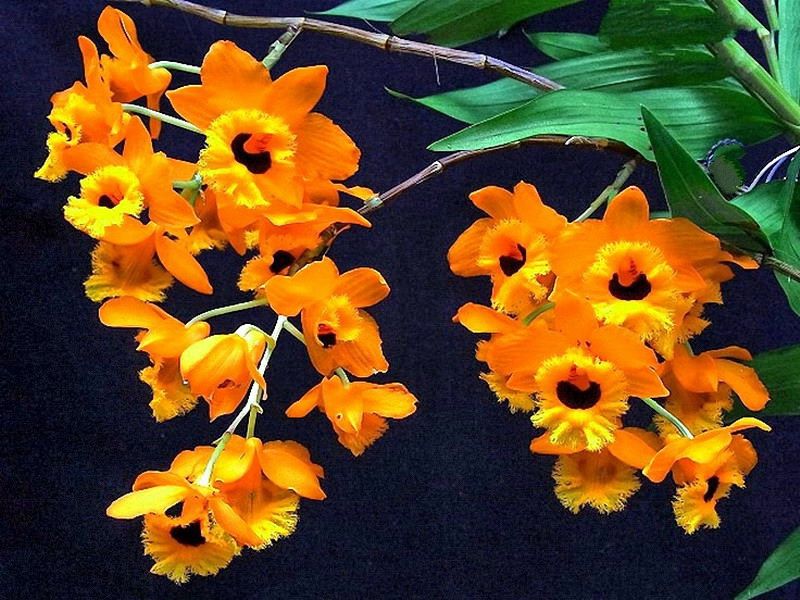 hoangthaolongnhan